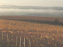 photo_vignes