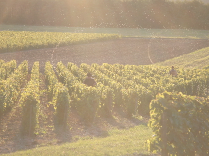 photo_vignes